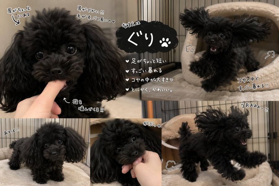 かわいい黒のトイプードルのコラージュ