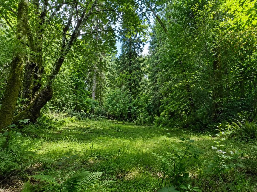 Sunlit Forest Clearing Photo