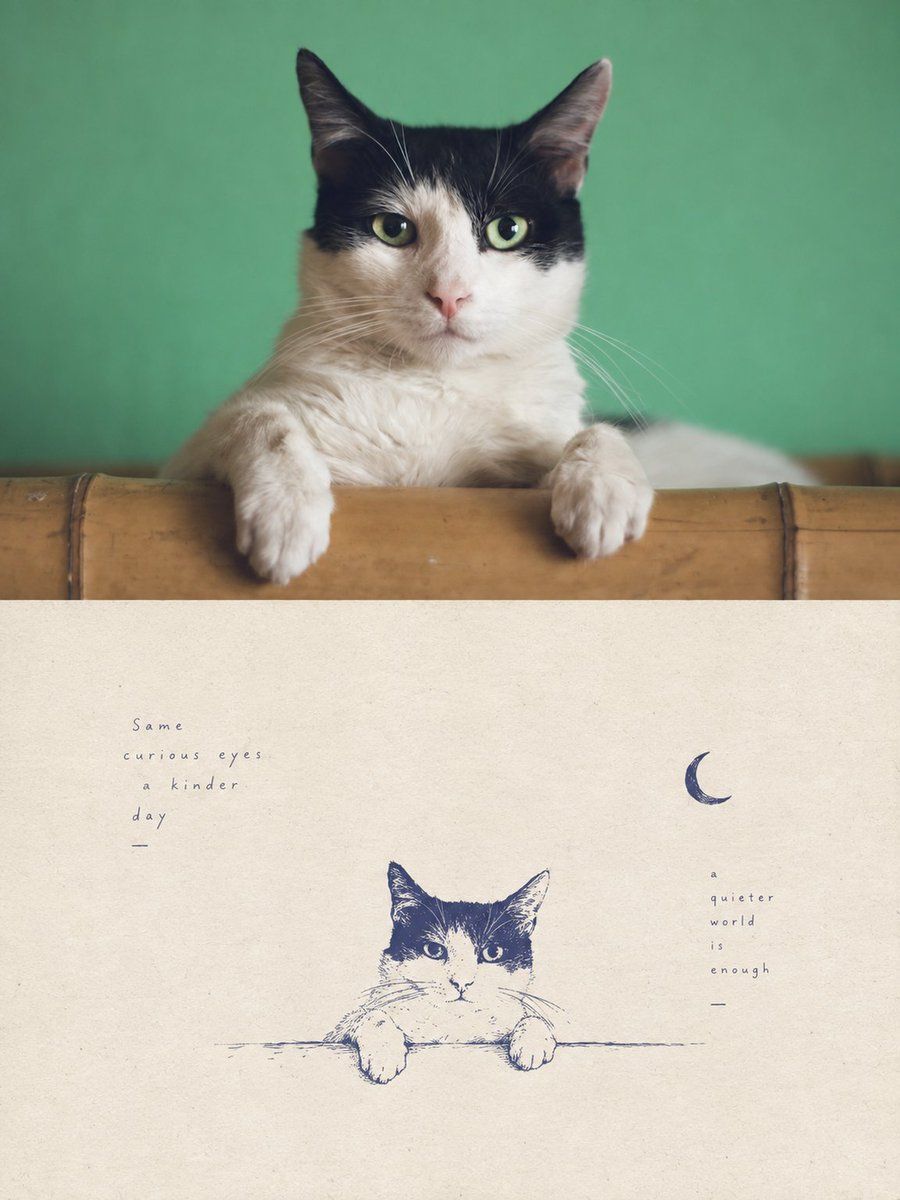 Tuxedo Cat Photo and Line Art Diptych